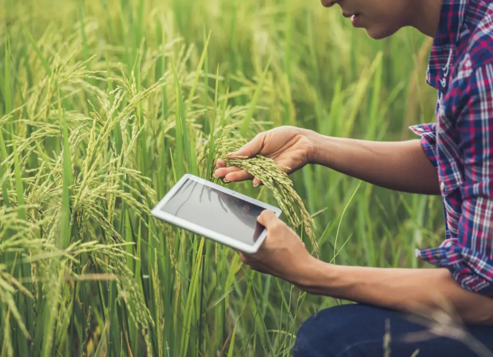 Persona con una tablet en la mano mirando el proceso agricola de la planta