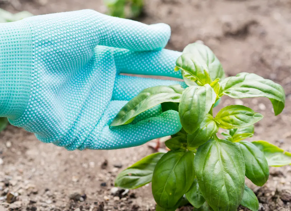 Una persona con guantes toca las hojas de una planta.